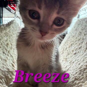 Breeze C11765 -  Domestic Short Hair Cat for Adoption - Breeze C11765 | PetCurious
