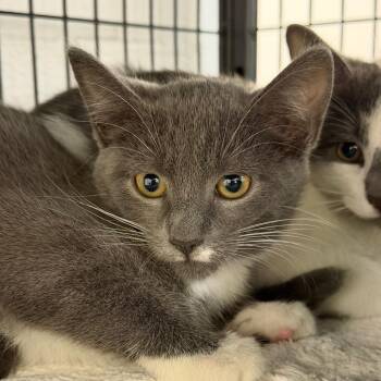 Frito -  Domestic Short Hair Cat for Adoption in Hampton Bays, New York - Frito | PetCurious