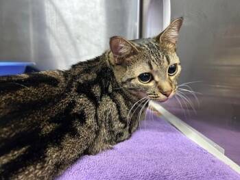 Domestic Short Hair Cats Available for Adoption - DAFFY | PetCurious