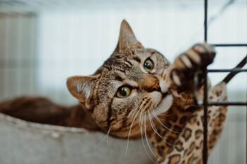 Jude -  Domestic Short Hair Cat for Adoption in Le Mars, Iowa - Jude | PetCurious