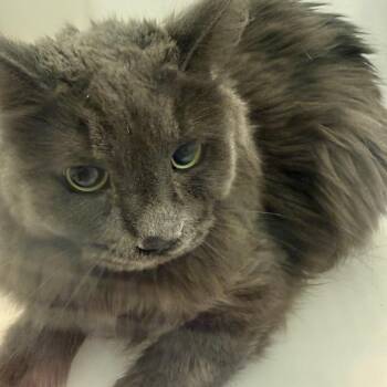 Smokey - Barn Cat! -  Domestic Long Hair Cat for Adoption in Flagstaff, Arizona - Smokey - Barn Cat! | PetCurious