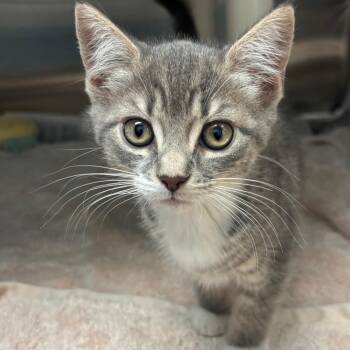 Domestic Short Hair Cats Available for Adoption in Philadelphia, Pennsylvania - Beefy 5 Layer Burrito | PetCurious