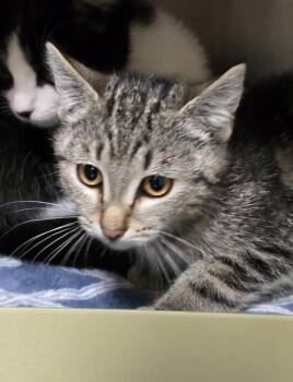 Lingcod -  Domestic Short Hair Cat for Adoption in Vancouver, Washington - Lingcod | PetCurious