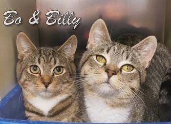 Rescue Domestic Short Hair Cats for Adoption in Middle Township, New Jersey - Bo And Billy | PetCurious