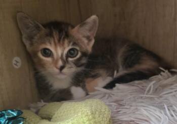 Ziti -  Domestic Short Hair Cat for Adoption in Mission Viejo, California - Ziti | PetCurious