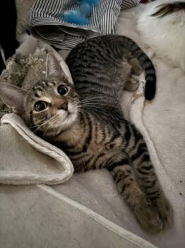 Milton -  Domestic Short Hair Cat for Adoption in Warrington, Pennsylvania - Milton | PetCurious