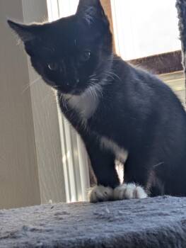Domestic Short Hair Cats Available for Adoption in Island Lake, Illinois - Strawberry | PetCurious
