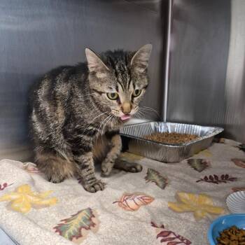 Echo -  Domestic Short Hair Cat for Adoption in Snow Hill, North Carolina - Echo | PetCurious