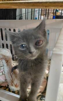 Tortillini -  Domestic Short Hair Cat for Adoption in Bethpage, New York - Tortillini | PetCurious
