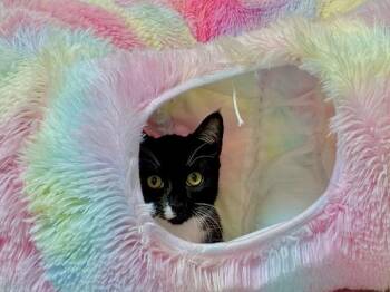 Pathos -  Domestic Short Hair Cat for Adoption in Portland, Oregon - Pathos | PetCurious
