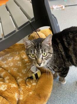 Tweetie -  Domestic Short Hair Cat Available for Adoption in Trenton, Maine - Tweetie | PetCurious