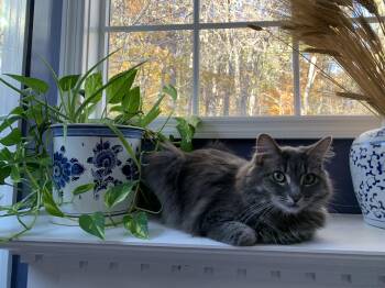 Cashmere -- Declawed Adult Female -  Domestic Long Hair Cat for Adoption in Kinnelon, New Jersey - Cashmere -- Declawed Adult Female | PetCurious
