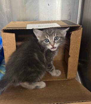 Sergeant Howard -  Domestic Short Hair Cat for Adoption in Danielsville, Georgia - Sergeant Howard | PetCurious