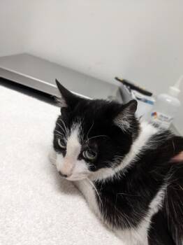 Rescue Domestic Short Hair Cats for Adoption in Cleveland, Ohio - Teddy Ruxpin | PetCurious