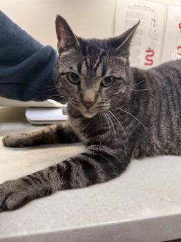 Domestic Short Hair Cats Available for Adoption in Baytown, Texas - PELLY | PetCurious