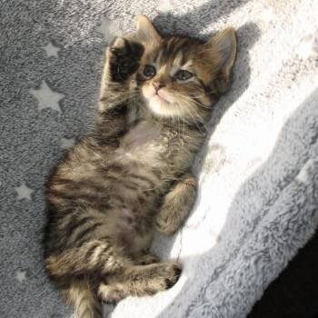 Flower -  Tabby Cat for Adoption in Trophy Club, Texas - Flower | PetCurious