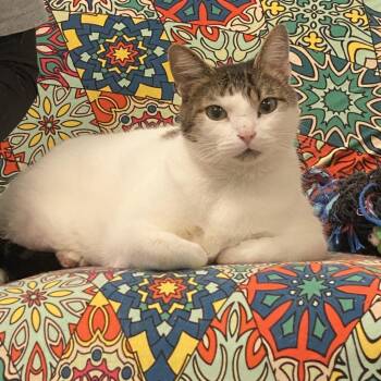 Louie -  Domestic Short Hair Cat Available for Adoption in Mt. Juliet, Tennessee - Louie | PetCurious