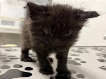 ROCKY ROAD -  Domestic Short Hair Cat for Adoption in Derwood, Maryland - ROCKY ROAD | PetCurious