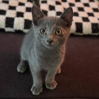 Napolean Blu -  Russian Blue Cat for Adoption in Houston, Texas - Napolean Blu | PetCurious