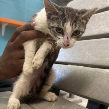 MATATA -  Domestic Short Hair Cat for Adoption in Pensacola, Florida - MATATA | PetCurious