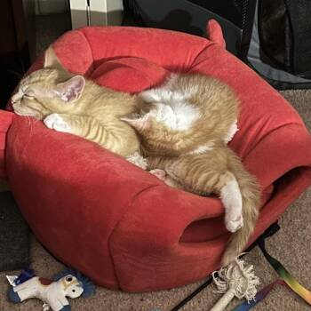 Thaddeus -  Domestic Short Hair Cat for Adoption in York, Pennsylvania - Thaddeus | PetCurious