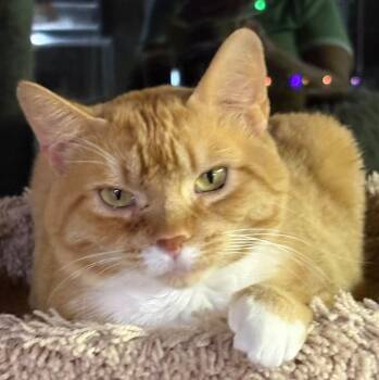 Chip -  Domestic Short Hair Cat for Adoption in Dalzell, Illinois - Chip | PetCurious