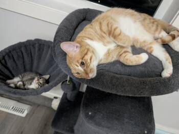 Jazz -  Domestic Short Hair Cat for Adoption in Edmonton, Alberta - Jazz | PetCurious