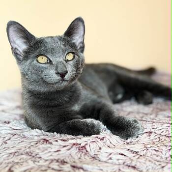 Rescue Domestic Short Hair Cats for Adoption in Mansfield, Texas - Nymeria | PetCurious
