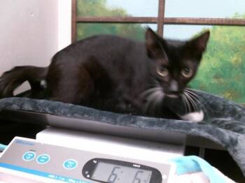 LADY MOM -  Domestic Short Hair Cat for Adoption in Houston, Texas - LADY MOM | PetCurious