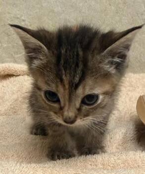 Yuki -  Domestic Short Hair Cat for Adoption in Honolulu, Hawaii - Yuki | PetCurious