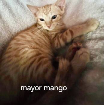 Mayor Mango -  Domestic Short Hair Cat for Adoption in Oviedo, Florida - Mayor Mango | PetCurious