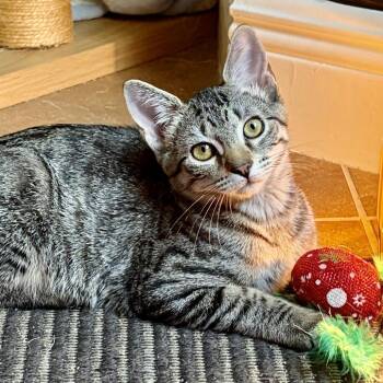 Prena -  Domestic Short Hair Cat for Adoption in Jupiter, Florida - Prena | PetCurious