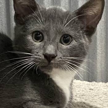 American Shorthair Cats Available for Adoption - Felix | PetCurious