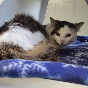 Domestic Short Hair Cats Available for Adoption - Tobias | PetCurious