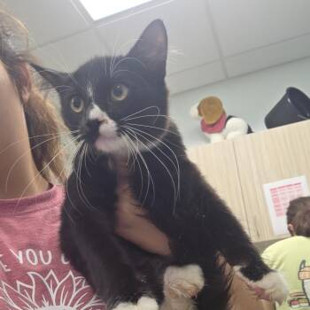 Nub -  Domestic Short Hair Cat for Adoption in Chattanooga, Tennessee - Nub | PetCurious