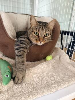 Sampson -  Tabby Cat for Adoption in Suffolk, Virginia - Sampson | PetCurious