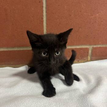 Tybee -  Domestic Short Hair Cat for Adoption in Cabot, Arkansas - Tybee | PetCurious