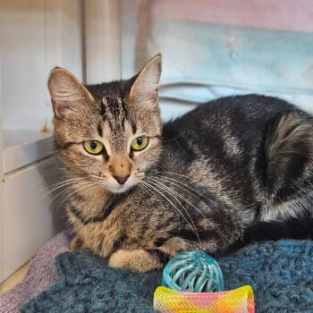 Moon -  Domestic Short Hair Cat for Adoption in Warwick, Rhode Island - Moon | PetCurious