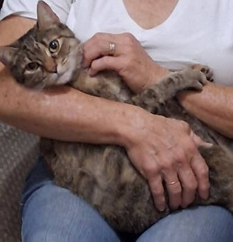 Rescue Domestic Short Hair Cats for Adoption in Tucson, Arizona - Precious | PetCurious