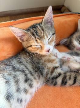 Momo -  Tabby and Domestic Short Hair Cat for Adoption in Greensboro, North Carolina - Momo | PetCurious