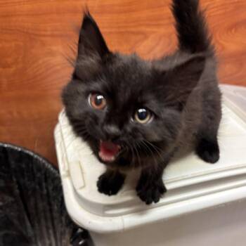 Domestic Long Hair Cats Available for Adoption in Sonora, California - Betty | PetCurious