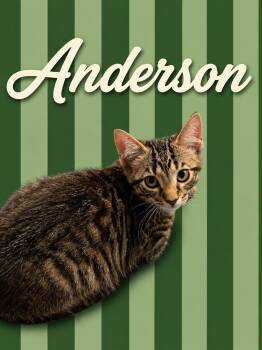 Anderson (FCID# 06/09/2026 - 5 Middletown PS) -  Tabby Cat for Adoption in Greenville, Delaware - Anderson (FCID# 06/09/2026 - 5 Middletown PS) | PetCurious