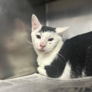 Domestic Short Hair Cats Available for Adoption in Charleston, West Virginia - Vernon | PetCurious