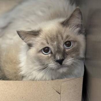 Adam -  Ragdoll Cat for Adoption in Philadelphia, Pennsylvania - Adam | PetCurious