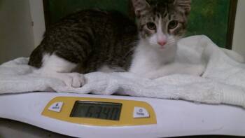 KID -  Domestic Short Hair Cat for Adoption in Houston, Texas - KID | PetCurious