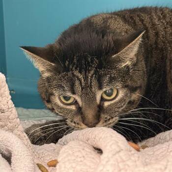 Domestic Short Hair Cats Available for Adoption in Las Vegas, Nevada - LILLY BUG | PetCurious