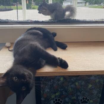 Dipper -  Domestic Short Hair Cat for Adoption in South Haven, Michigan - Dipper | PetCurious