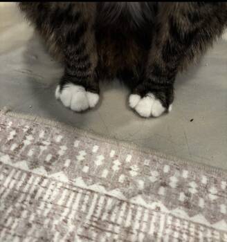 Domestic Short Hair Cats Available for Adoption in Walled Lake, Michigan - Buddy Bear | PetCurious