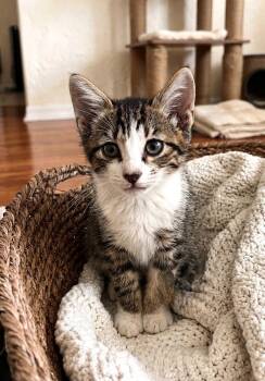 Parton -  Tabby Cat for Adoption in Fort Myers, Florida - Parton | PetCurious