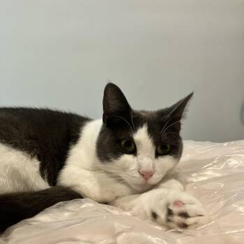Turnpike -  Domestic Short Hair Cat for Adoption - Turnpike | PetCurious